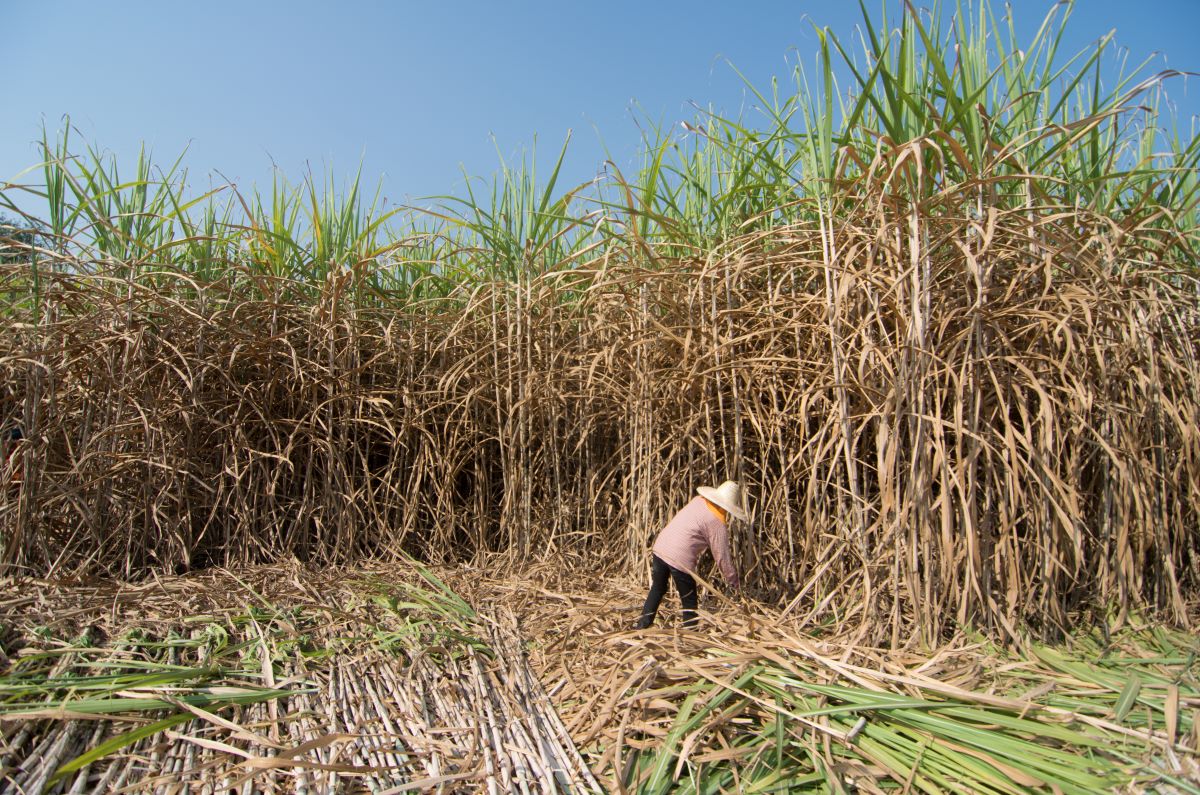 photo of a harvesting a sugarcane