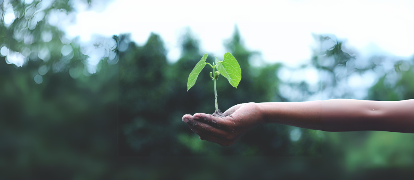 photo of a person holding a seedling
